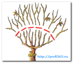 Программа_MicroSoft_Office_Picture_Manager_programma_MicroSoft_Office_Picture_Manager